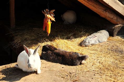 Rabbits In A Hutch Stock Image Image Of Animal Horizontal 26745363