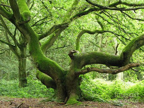 Enchanted Oak Tree Photograph By Elizabeth Debenham