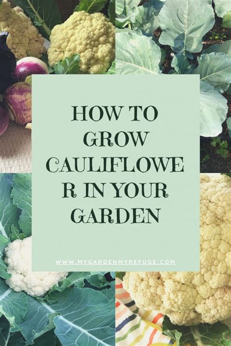 How To Grow Cauliflower In Central Texas Wellness Gardens