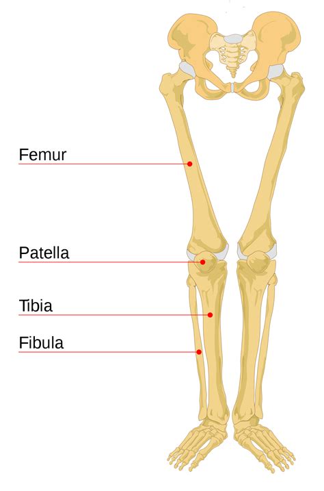 Femur bone diagram unlabeled via. Leg bone - Wikipedia