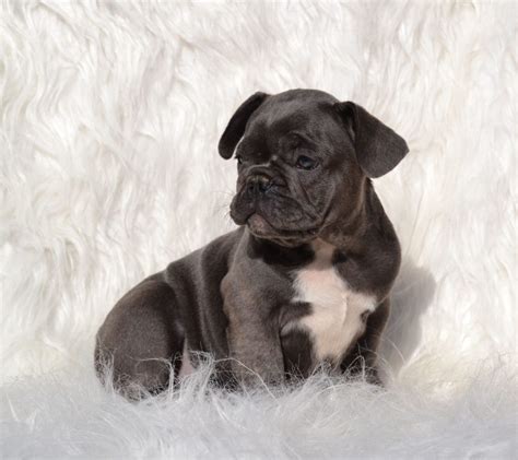 He has a gorgeous cream coat. Blue French Bulldog Puppies for Sale - Breeding Blue ...