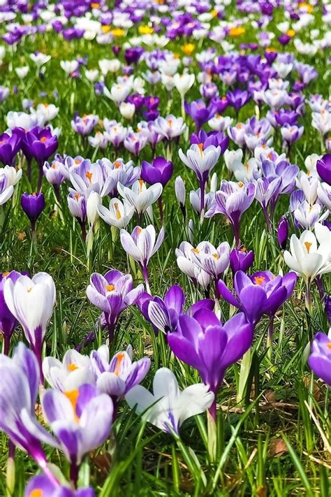 Wallpaper Spring Purple And White Flowers Crocuses 1920x1200 Hd