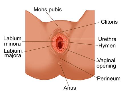 We did not find results for: Female reproductive anatomy - True