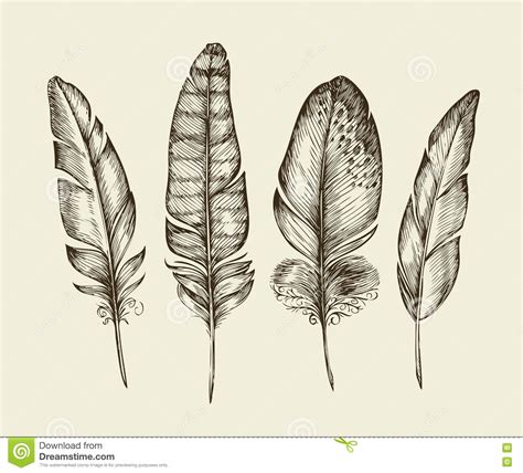 Hand Drawn Vintage Bird Feathers Sketch Writing Feather Vector