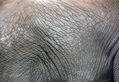 African Elephants Skin Are Elephants Of The Genus Loxodonta Stock Image