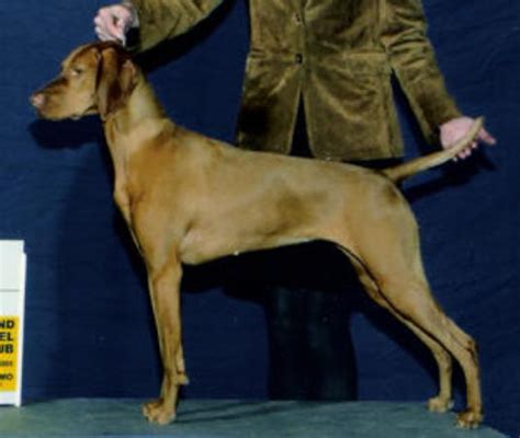 Vizsla puppies for sale and dogs for adoption in virginia, va. Vizsla Breeder Registry, Vizsla Breeders, Virginia USA ...
