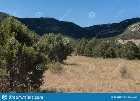 Pinyon Juniper Woodland With Distant Hills Stock Photo Image Of Place