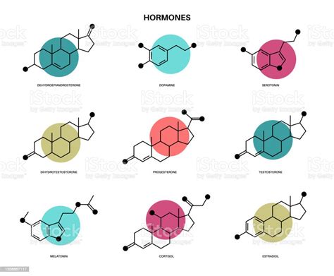 Vetores De Fórmula Molecular Hormônios E Mais Imagens De Estrogênio Estrogênio Cortisol