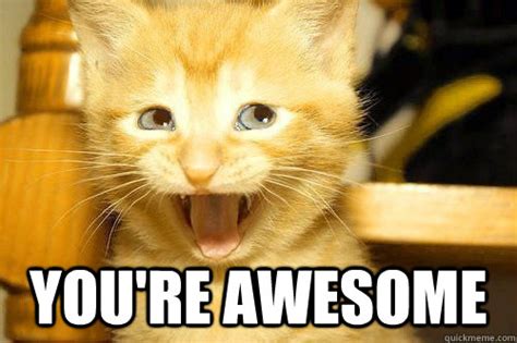 Youre Awesome Awesome Cat Quickmeme