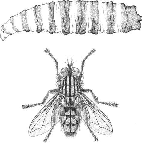 A Flesh Fly Sarcophagidae A Larva And B Adult Reproduced From Download Scientific