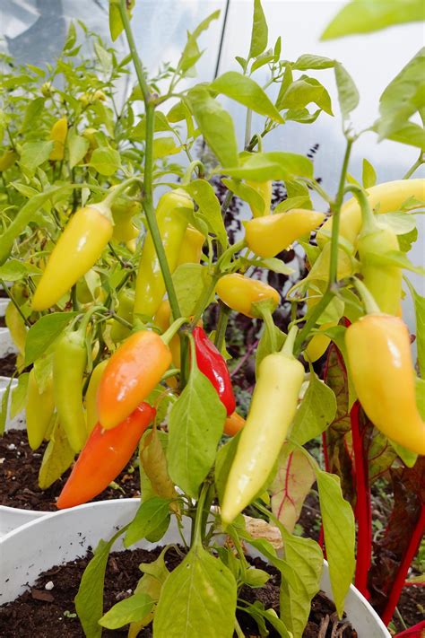 Hungarian Hot Wax Banana Pepper Capsicum Annuum Organic Etsy Stuffed Peppers Healthy Garden