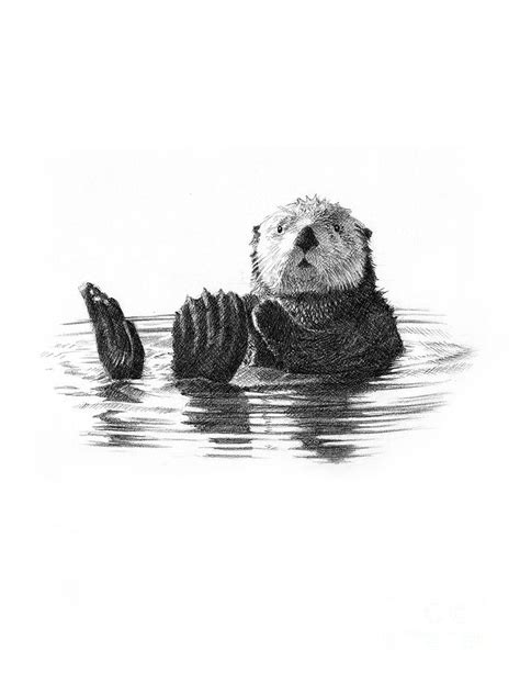 Ideas To Sea Otter Drawing Diary Drawing Images