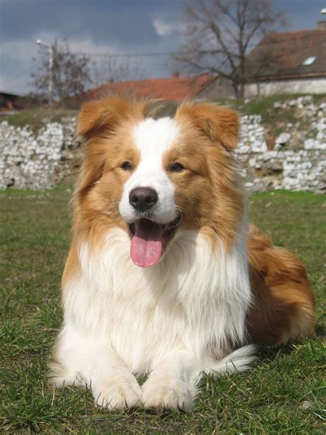Red Border Collie