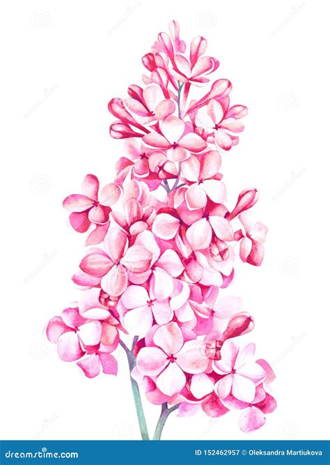 Pink Lilac Blossom Isolated On White Background Watercolor