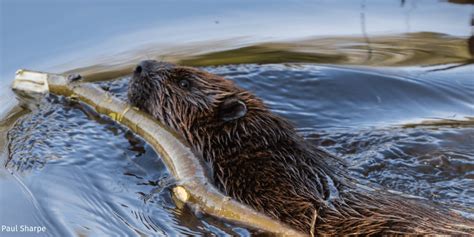 Good Pr For Beavers The National Wildlife Federation Blog