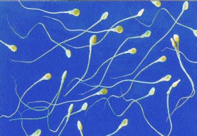 Ankilosis pada gigi sulung g. Ada berapa jumlah sperma manusia ? | ROHIS AL - FARISI