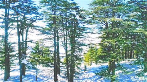 The Amazing Cedars Of God Forest In Lebanon And The Mountains In The