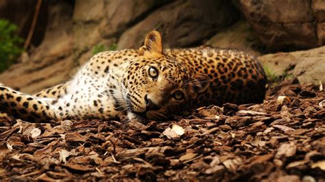 Wallpaper Jaguar Foliage Big Cat Spotted 2560x1440 670549 Hd