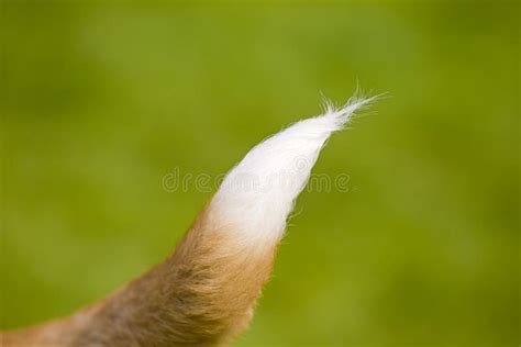 Dog S Tail Stock Photo Image Of White Beautiful Canine 5136462