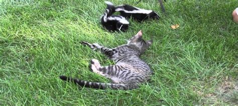 Got Skunks How To De Skunk Fido And Fluffy Daves Garden