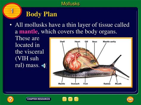 Ppt Chapter Mollusks Worms Arthropods Echinoderms Powerpoint