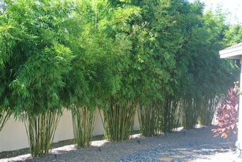 The best 10 plants to grow for backyard privacy. Gracilis - The Best Privacy Screening Bamboo For An ...