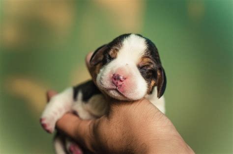 Caring Or A Newborn Litter Of Puppies Firstvet