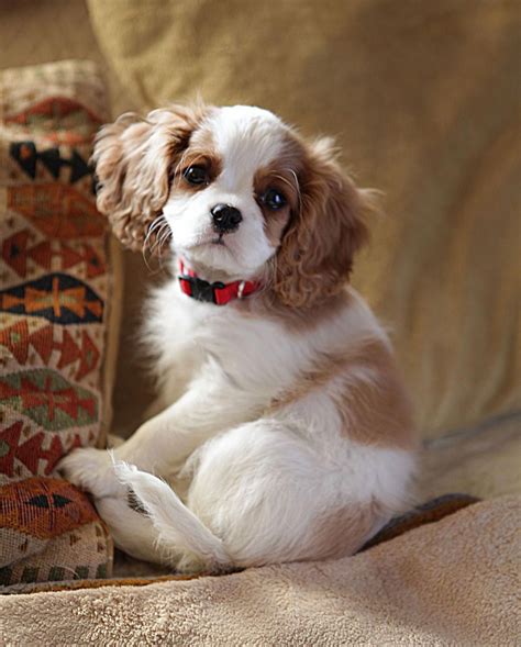 Pedigree cavalier king charles spaniel puppies. A new Cavalier King Charles Spaniel puppy. # ...