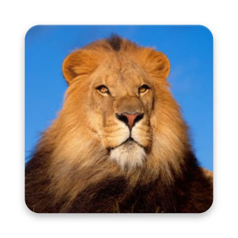 Download latest software & games from kuyhaa. Lion Wallpaper Hd Kuyhaa - Animal Wallpaper