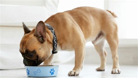 Here is the 5 best dog food for french bulldogs with allergies for a quick look: Best Dog Food for French Bulldogs: 7 Vet Recommended Brands