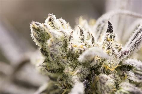 Top 10 Highest Yielding Autoflower Strains