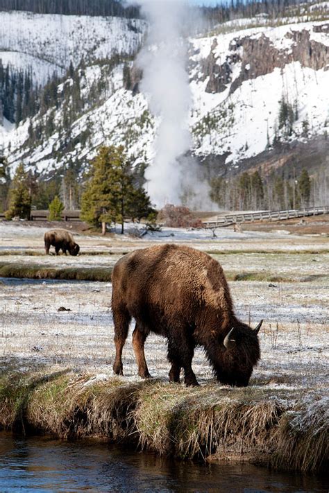 Buffalo Yellowstone National Park By Paul Souders