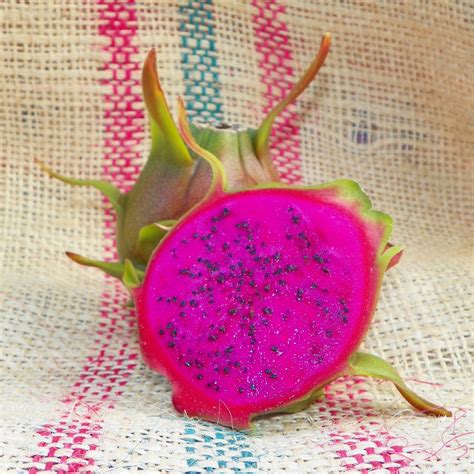 Condor Dragon Fruit Purple Flesh Variety From Spicy Exotics