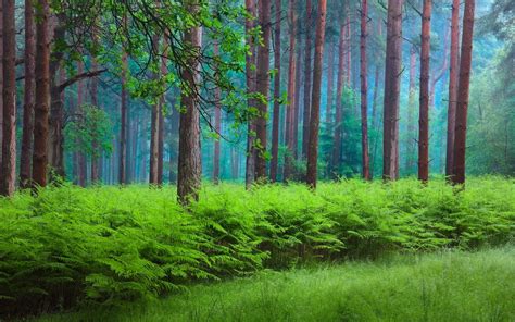 壁纸 春天，森林，树木，阴霾，绿色 1920x1200 Hd 高清壁纸 图片 照片