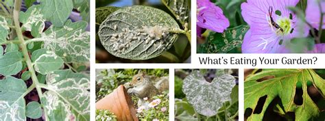 Whats Eating Your Garden Ca Summerwinds Nursery