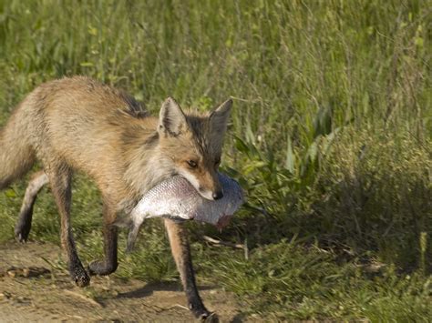 Know What Foxes Eat We Guess You Dont Animal Sake