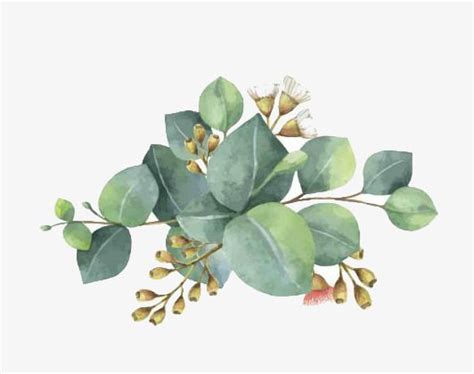 Eucalyptus Clipart Free 10 Free Cliparts Download Images On