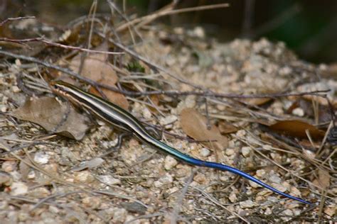 Blue Tailed Skink Project Noah