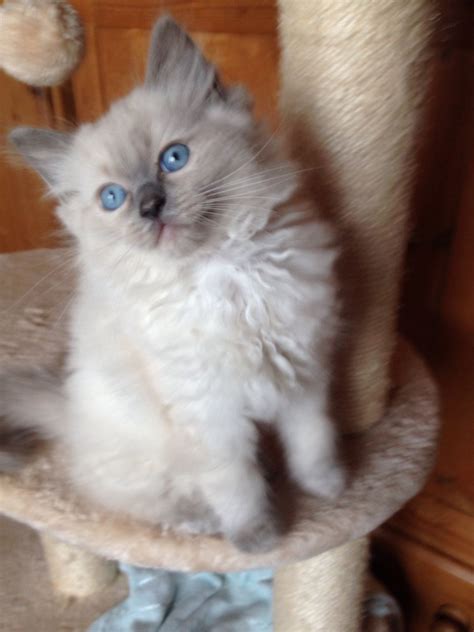 And over in the states, the cat fanciers' association (cfa) doesn't even include cats with this red coloring in the siamese breed, classifying. Rare lilac point ragdoll kitten | Leeds, West Yorkshire ...