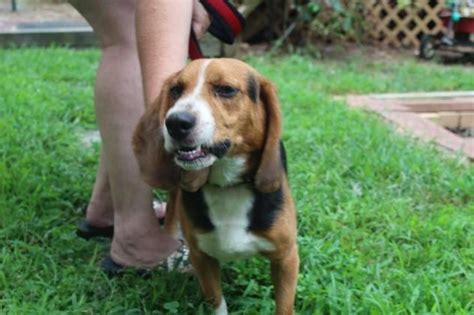 Adopt Willie On Beagle Dog Dogs Animals