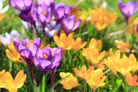 What You Can Achieve With Spring Flowering Bulbs Tds