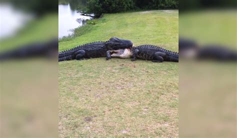 Video Florida Golfers Walk In On Two Alligators Viciously Fighting