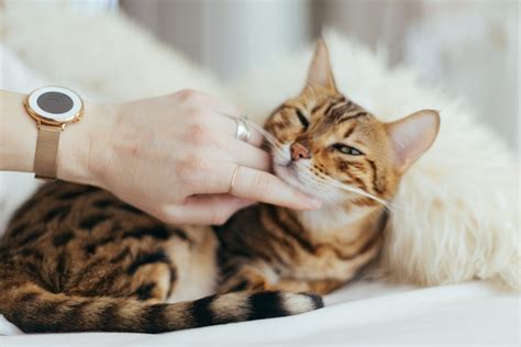 Here are tips and precautions on how to bathe a cat at home without getting scratched. Answered: How Often To Bathe A Cat! - Love Nail Tree