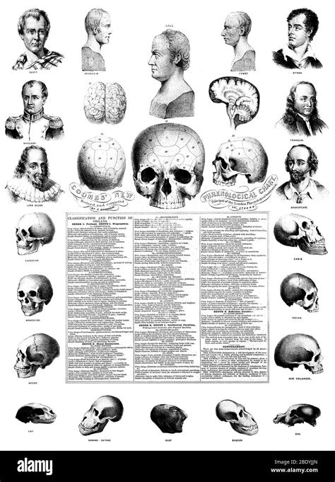 Phrenology Chart Hi Res Stock Photography And Images Alamy