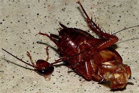 10 Disgusting Facts About Cockroaches Listverse