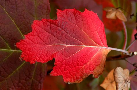12 Seasonal Bush And Shrub Species With Red Leaves