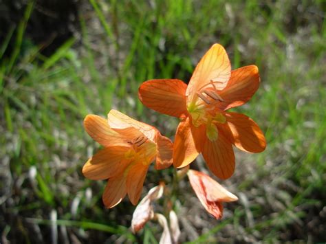 African Plants A Photo Guide Tritonia Securigera Aiton Ker Gawl