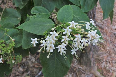 Clerodendrum Floribundum Lolly Bush — Territory Native Plants