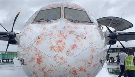 Birdstrike Atr 72 500 Plane Damaged By A Flock Of Birds