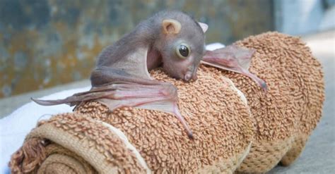 Bat Lifespan How Long Do Bats Live A Z Animals